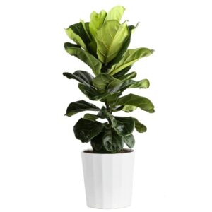 Costa Farms Fiddle Leaf Fig Plant, Ficus Lyrata Fig Tree, Live Indoor Plant in Modern Décor Planter Pot, Live Houseplant in Soil Mix, Housewarming New Home, Office and Indoors Decor, 2-3 Feet Tall